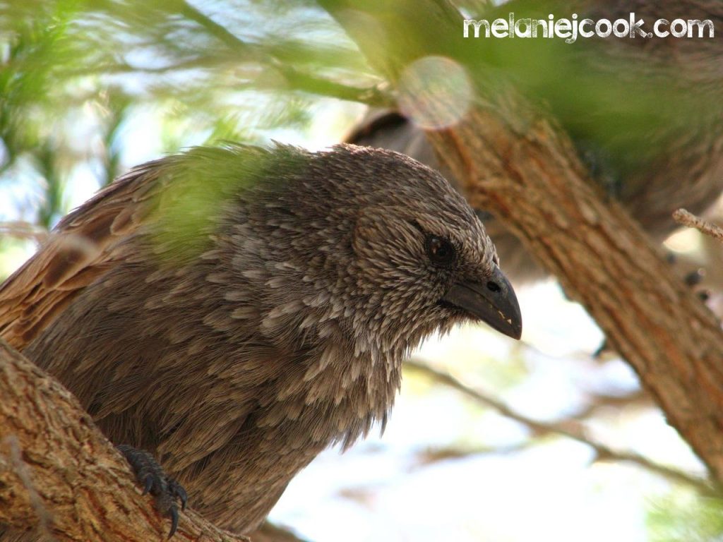 Apostlebird, Narrabri NSW, 3 October 2011