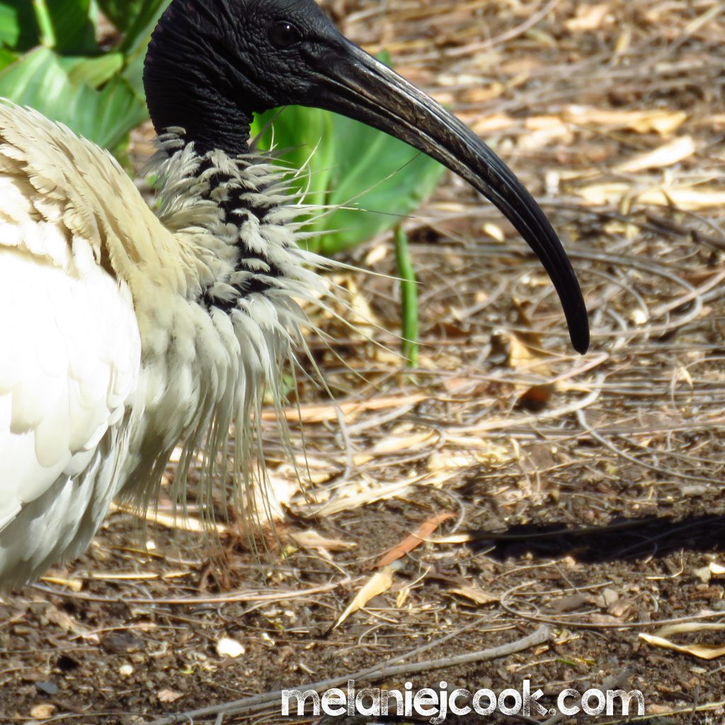Australian White Ibis, Mt Coot-tha, QLD 16 September 2016