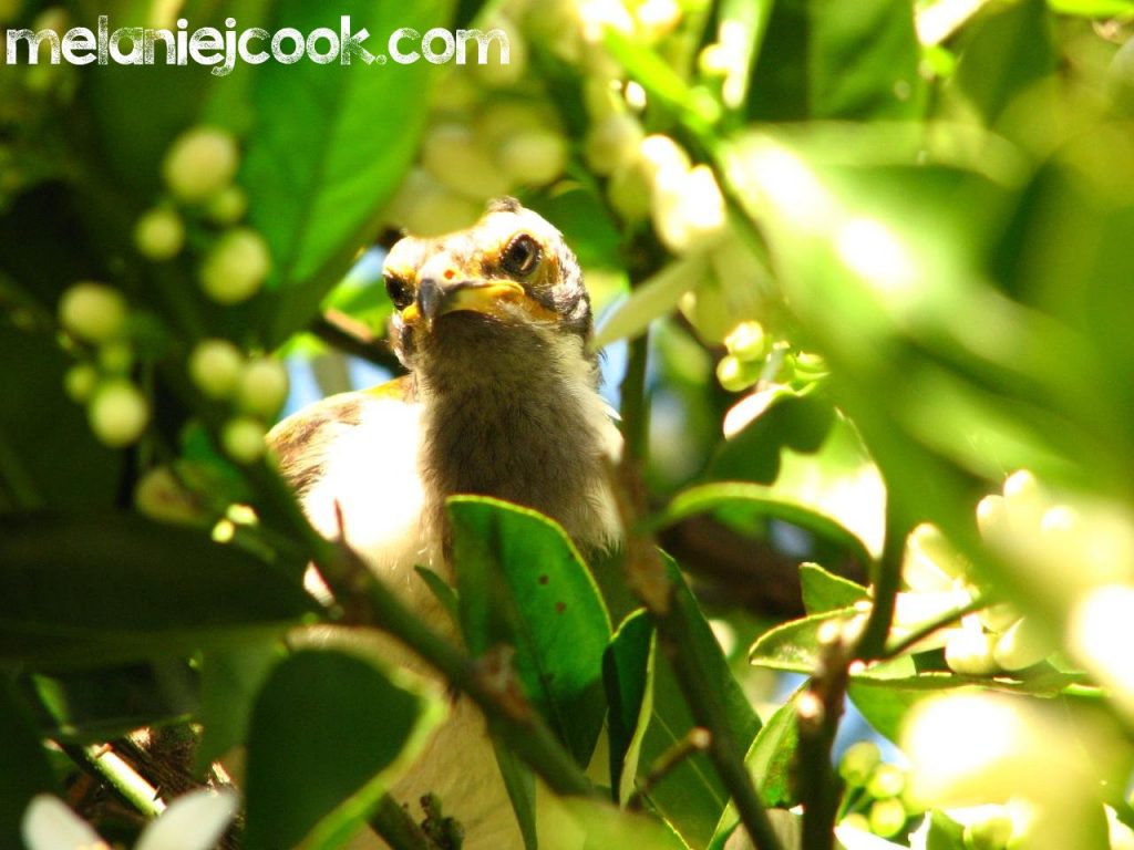 Blue Faced Honeyeater, Juvenile, Palmview, QLD 28 August 2011