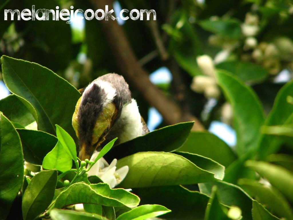 Blue Faced Honeyeater, Juvenile, Palmview, QLD 28 August 2011