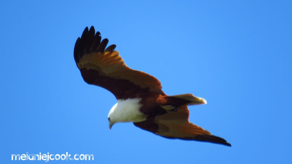 Brahminy Kite, King Island, Wellington Point, QLD 16 August 2016