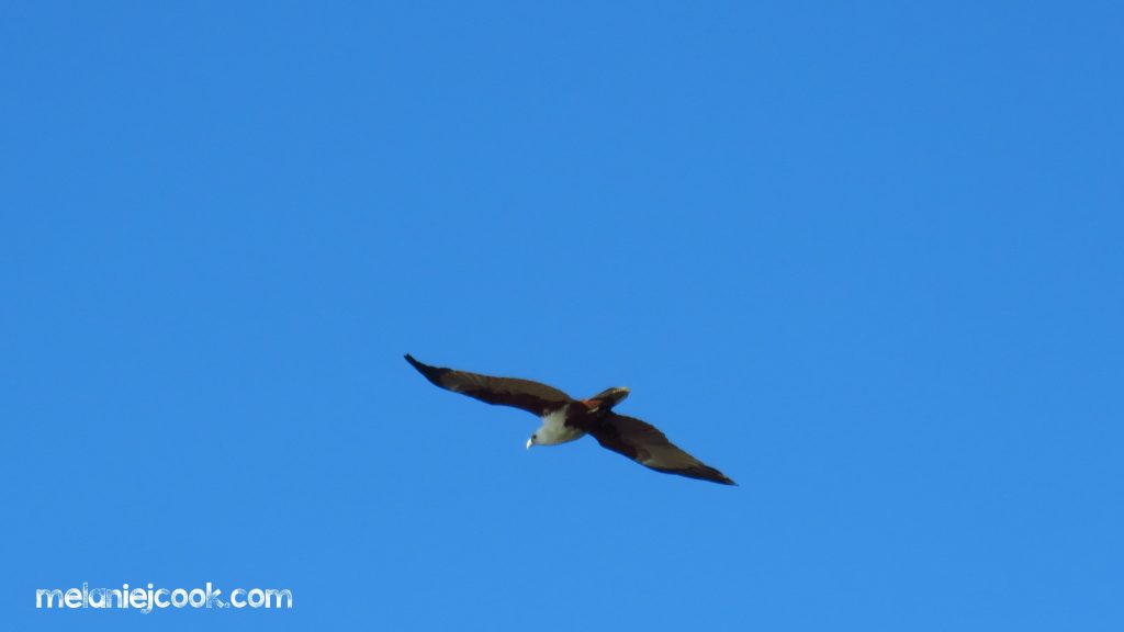 Brahminy Kite, Wellington Point, QLD 15 September 2015