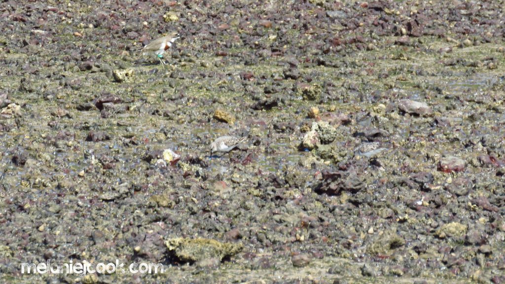 Double Banded Plover - Breeding, King Island - Wellington Point