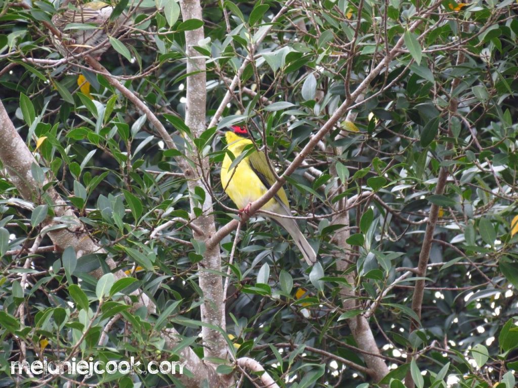 Figbird, Northern Form, Kuranda, Qld. 15 November 2012