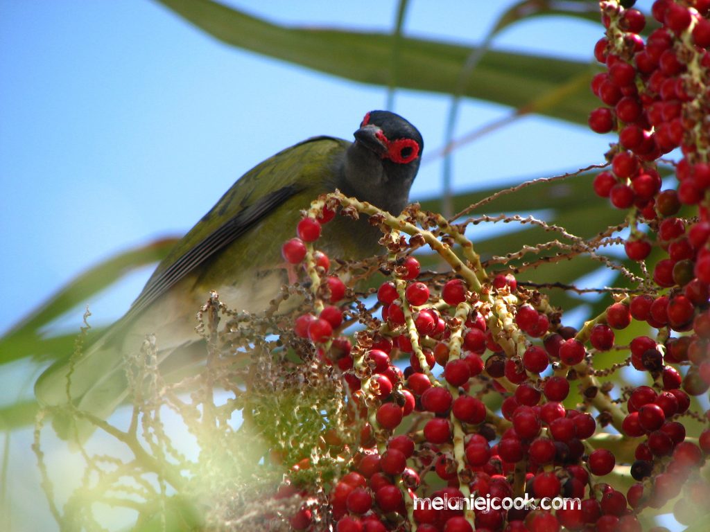 Figbird, Southern Form, Alexandra Hills, Qld. 6 October 2005