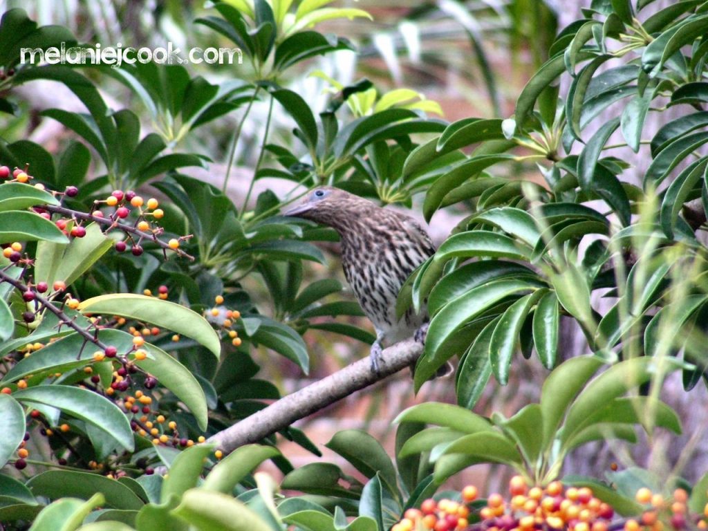 Figbird, Southern Form, Female, Alexandra Hills, Qld. 2 August 2005