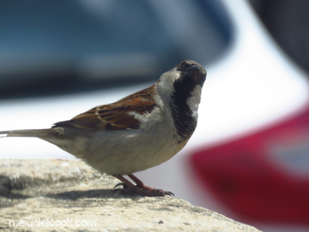 House Sparrow, Dubbo, NSW. 11 October 2016