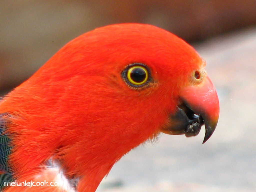 King Parrot, Drake, NSW, 26 December 2007