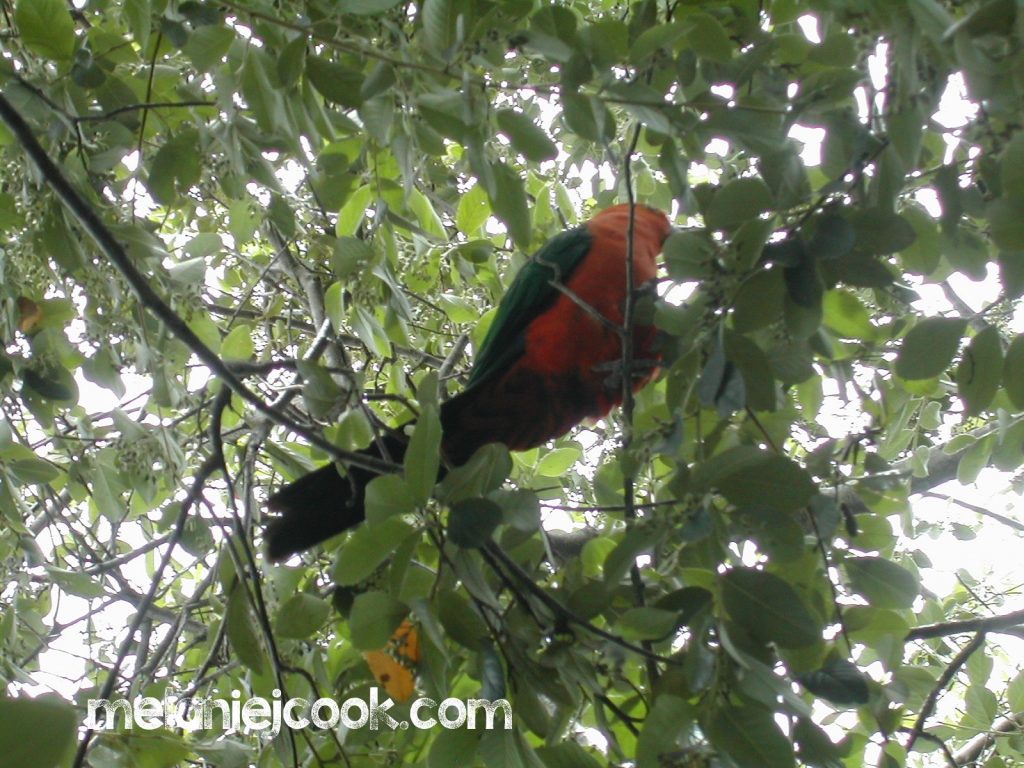 King Parrot, Girraween, QLD 25 January 2004