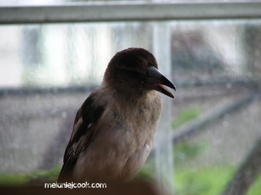 Kookaburra, Juvenile, Drake, NSW 26 December 2007
