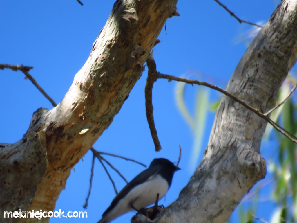 Leaden Flycatcher, Point Halloran Conservation Area - Victoria Point