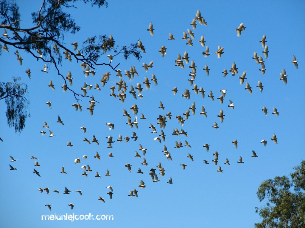 Little Corella, Capalaba Regional park, Capalaba, Qld 29 July 2008