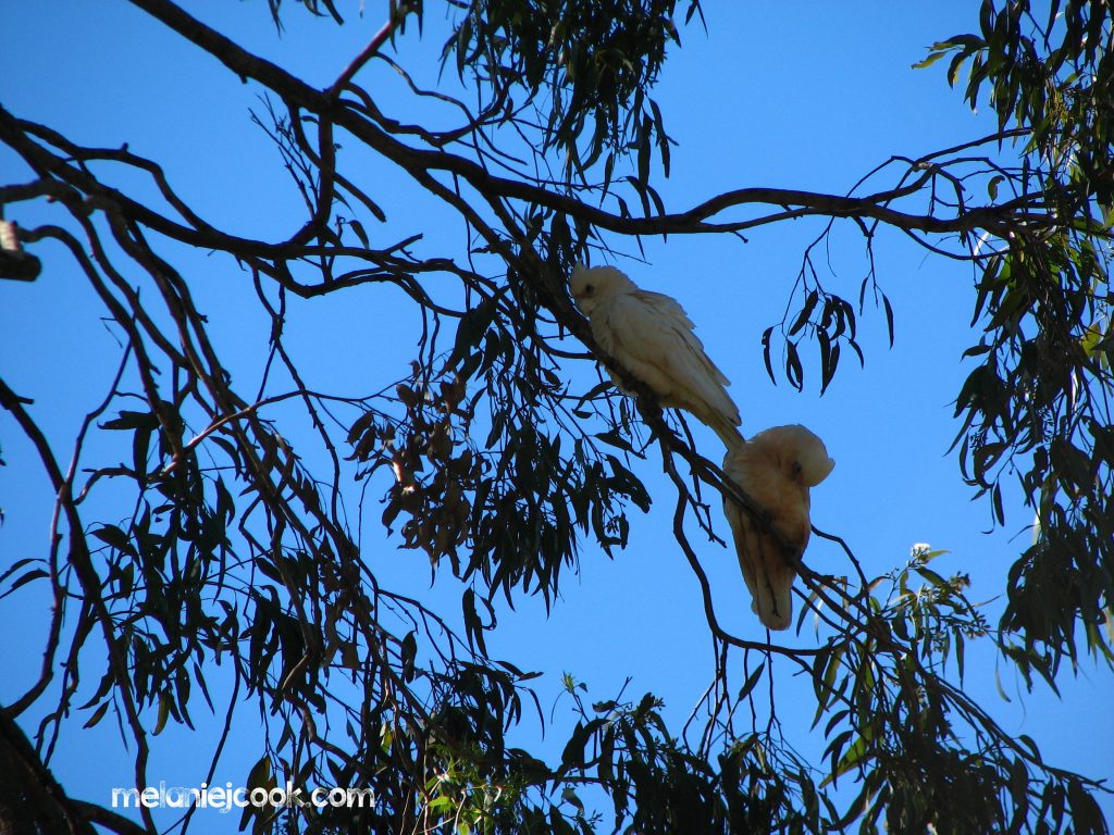 Little Corella, Capalaba Regional park, Capalaba, Qld 29 July 2008