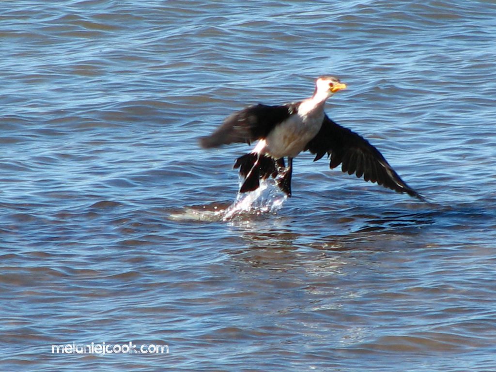 Little Pied Cormorant, Wellington Point, QLD 10 April 2008