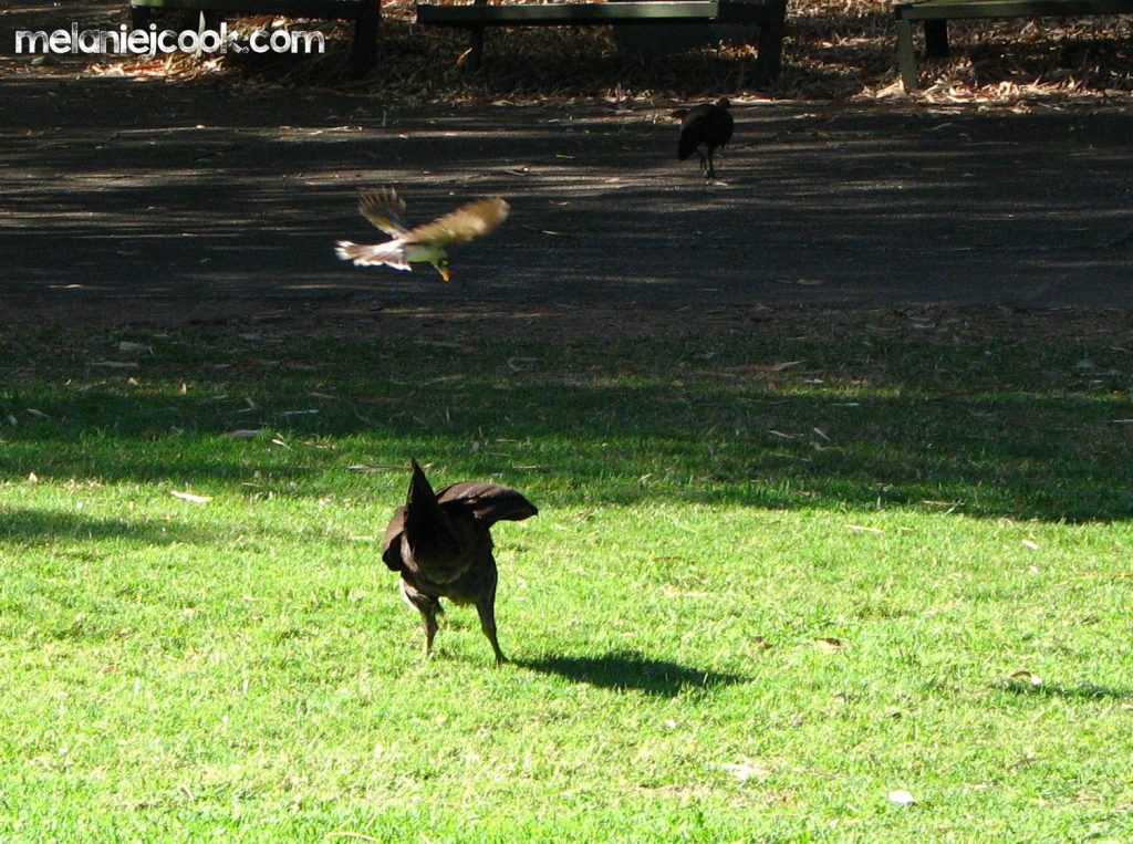 Noisy Miner and Australian Brush-Turkey, Mt Coot-tha, QLD 23 September 2006