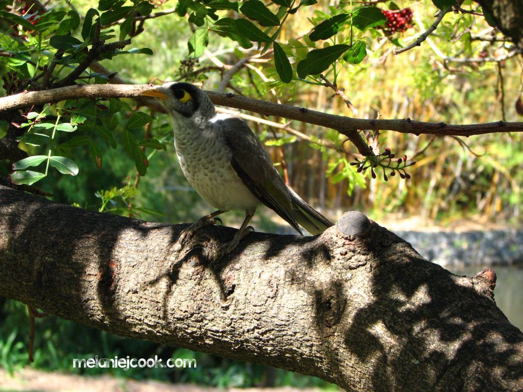 Noisy Miner, Mt Coot-tha, QLD 23 September 2006