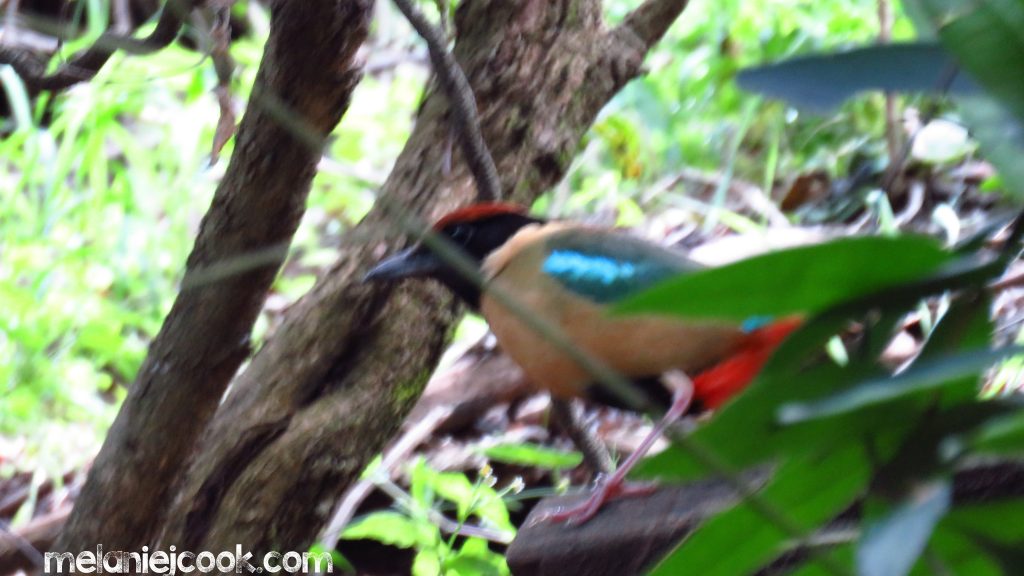 Noisy Pitta, Kumbartcho Sanctuary, Eaton's Hills, QLD 16 September 2016