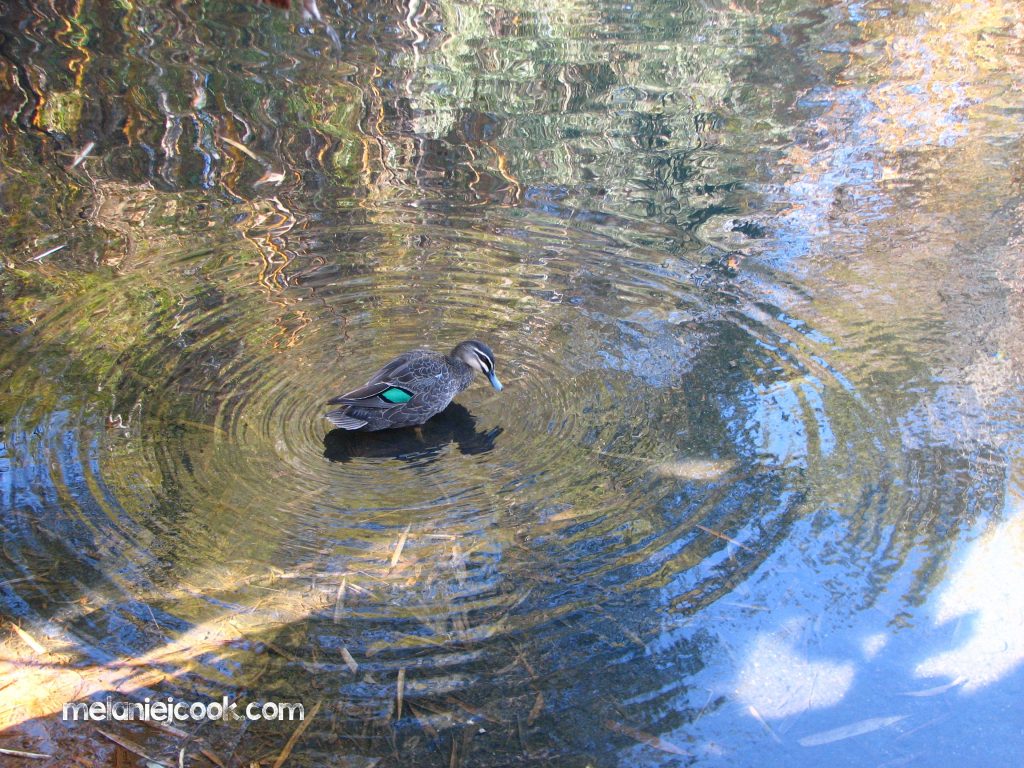 Pacific Black Duck, Mt Coot-tha, Qld 23 November 2006