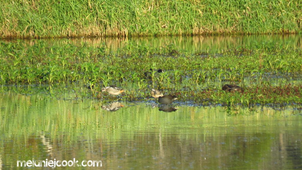Pink Eared Duck, Minnippi Parklands, Cannon Hill, QLD