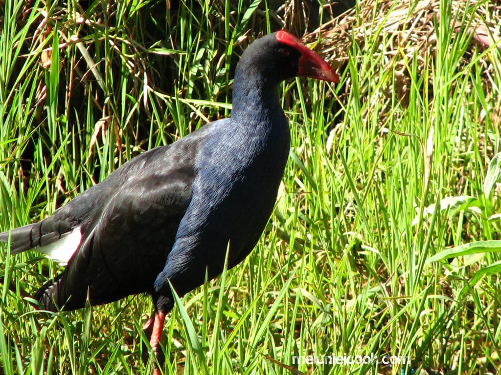 Purple Swamphen, Capalaba Regional Park, Capalaba, QLD 29 July 2008