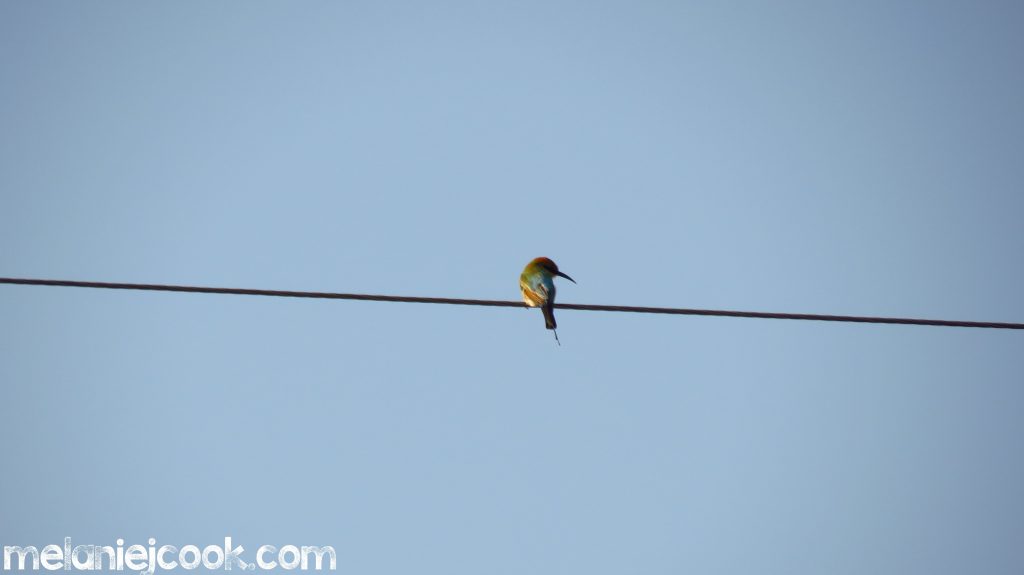 Rainbow Bee-Eater, Downsfield Qld, 26 September 2013