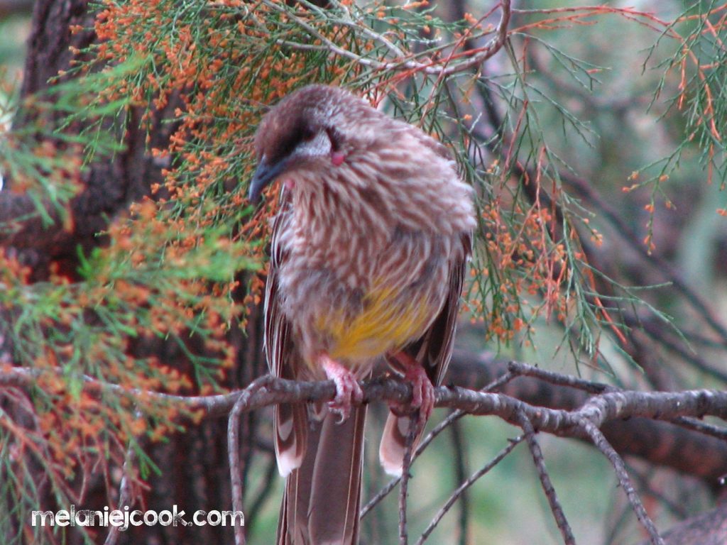 Red Wattlebird, Girraween, Qld 25 December 2006