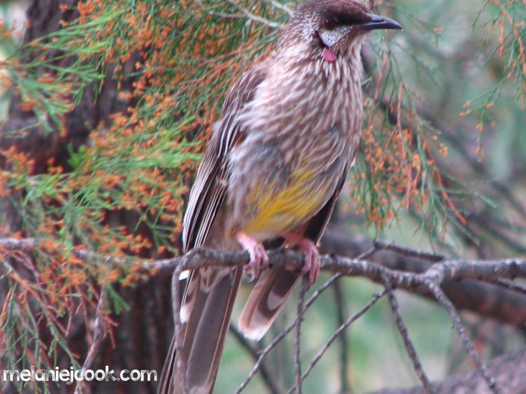 Red Wattlebird, Girraween, Qld 25 December 2006
