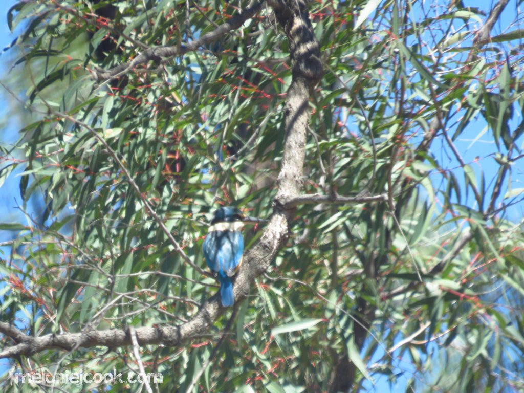 Sacred Kingfisher, Bugaldie, NSW. 12 October 2016