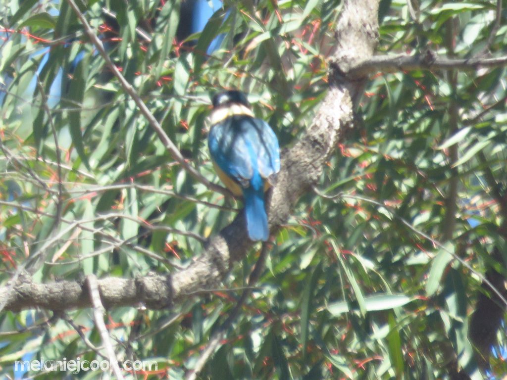 Sacred Kingfisher, Bugaldie, NSW. 12 October 2016