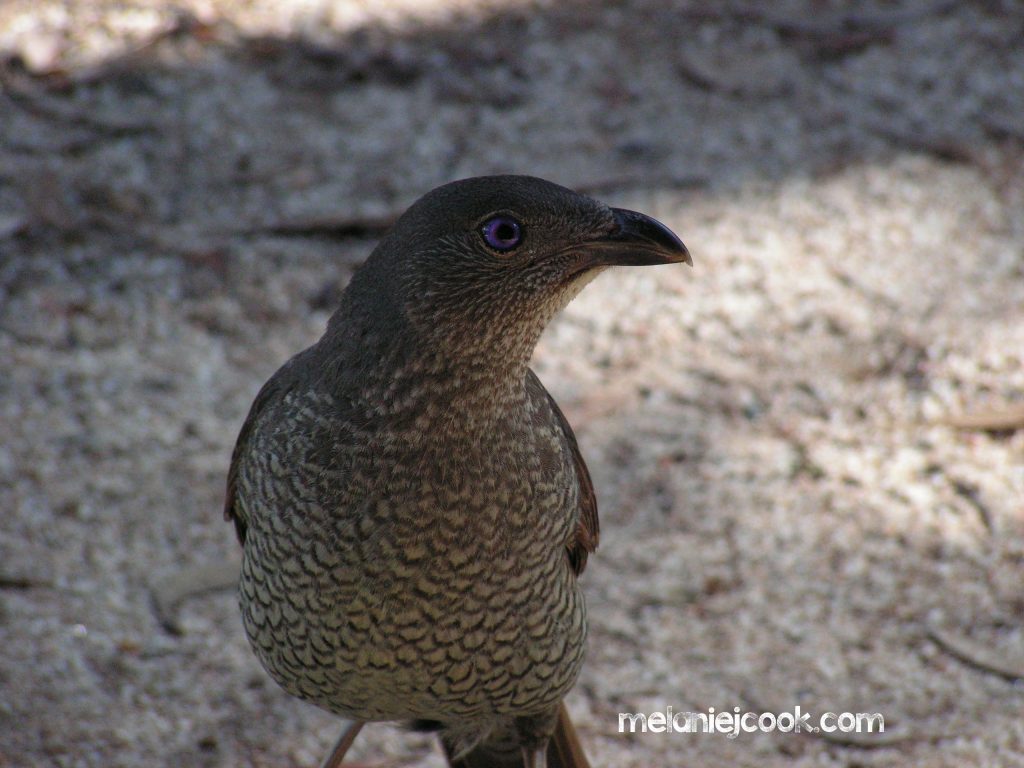 Satin Bowerbird, Female, Girraween, QLD 8 January 2006