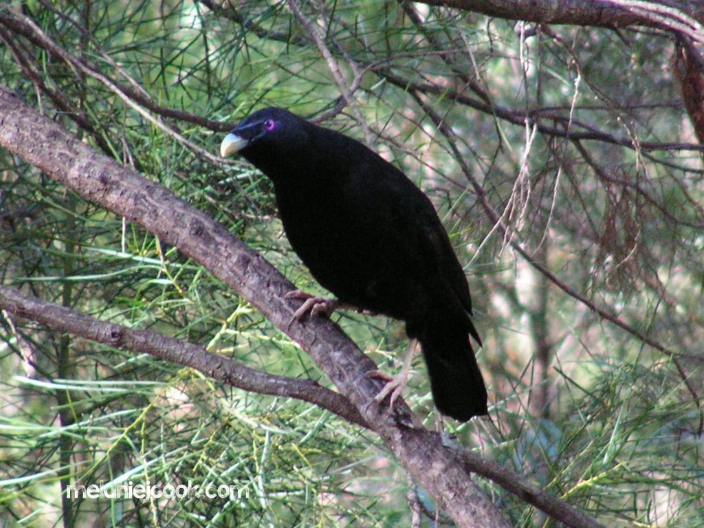Satin Bowerbird, Girraween, QLD 11 January 2006