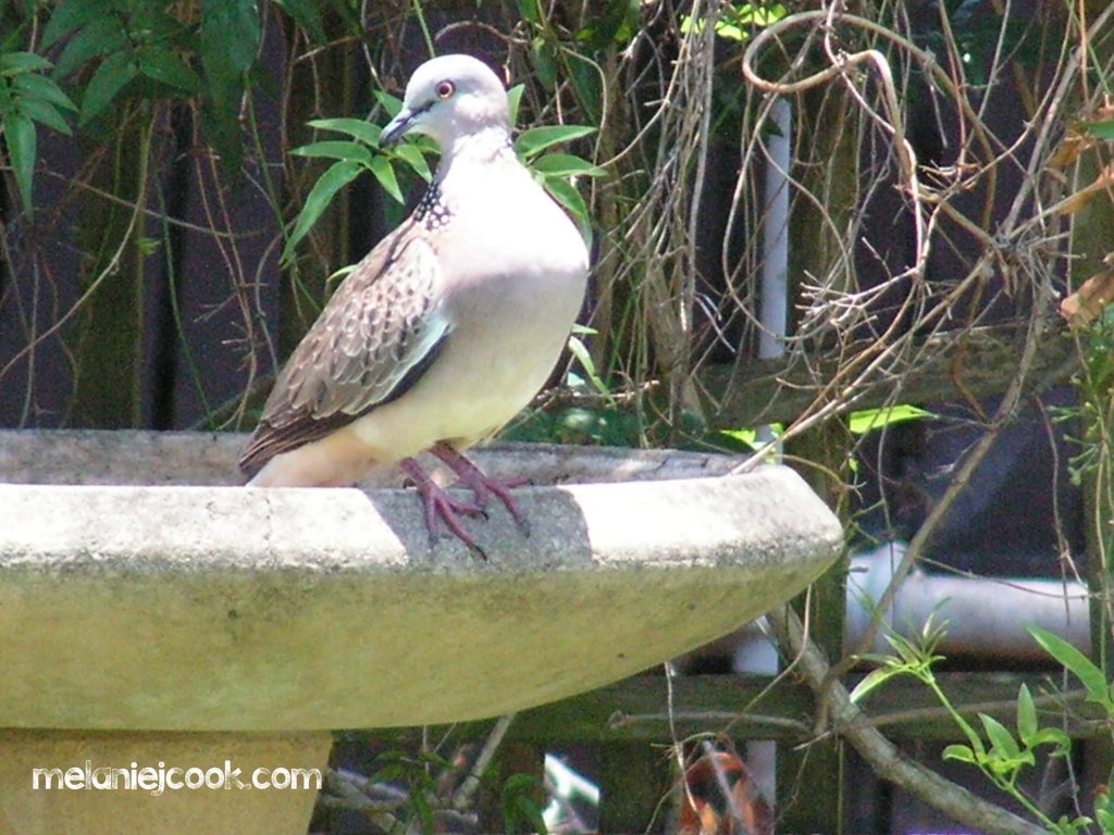 Spotted Turtle Dove, Alexandra Hills, Qld. 25 December 2005