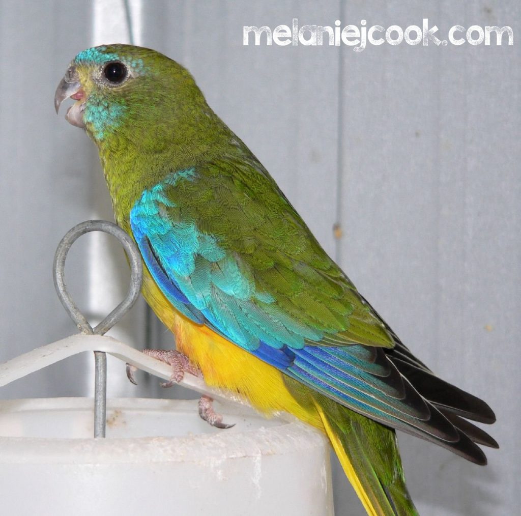 Turquoisine Parrot, Female, Alexandra Hills, Qld. 18 February 2005
