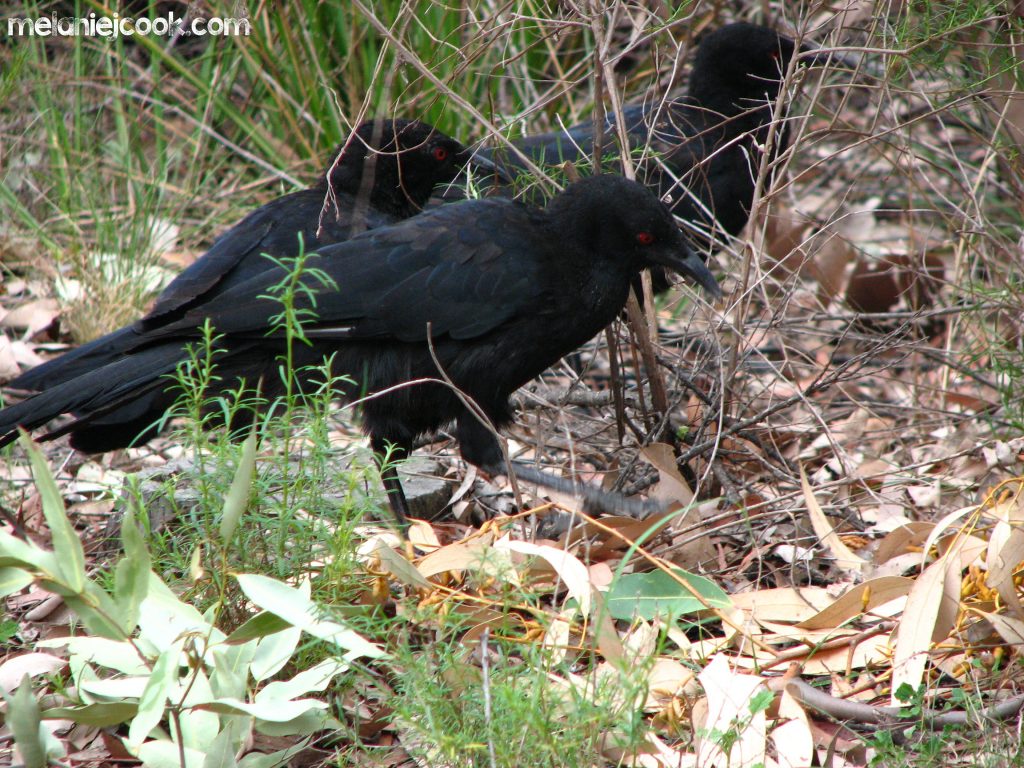 White Winged Chough, Girraween, QLD, 28 December 2006